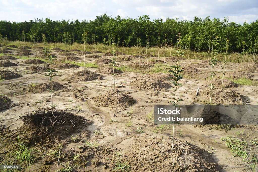 Saplings les arbres à la vente dans le jardin - Photo de Arbre libre de droits