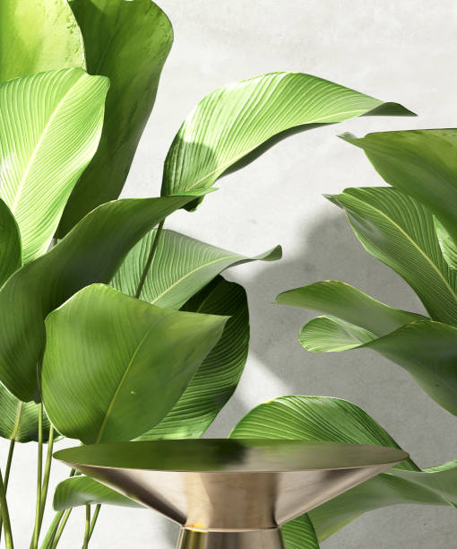 istock Round shiny gold podium table, tropical tree plant in sunlight on gray wall 1795904571
