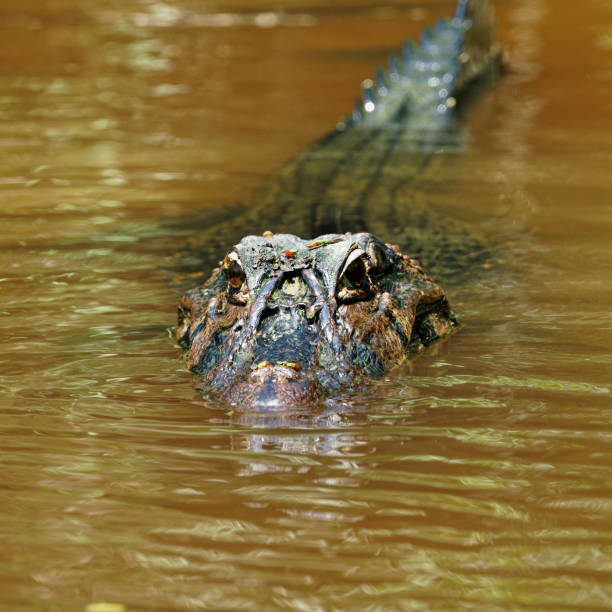 istock A caiman lurking at the river's edge in the Amazonian rainforest. 1795906684