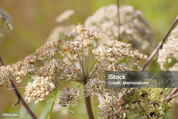 Wild Angelica - Fotografias de stock e mais imagens de Angélica - Angélica, Ao Ar Livre, Beleza natural