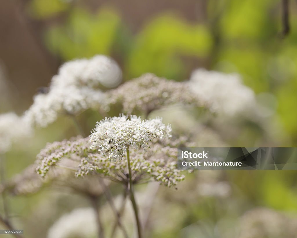 Wild Angelica (A. sylvestris) - Royalty-free Angélica Foto de stock