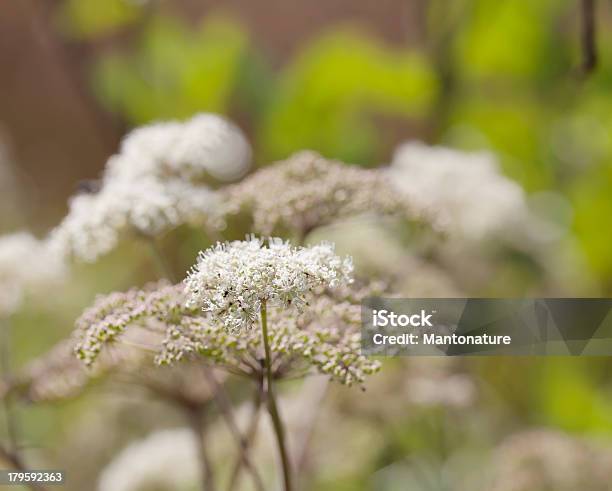 Wild Angelica - Fotografias de stock e mais imagens de Angélica - Angélica, Branco, Ao Ar Livre