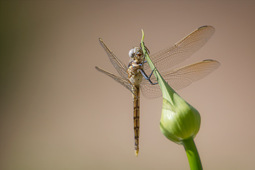 Dragonfly perched on an agapanthus flower bud