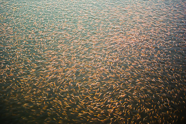 Fish ponds on the sea in Thailand
