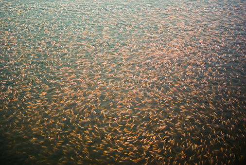 Fish ponds on the sea in Thailand