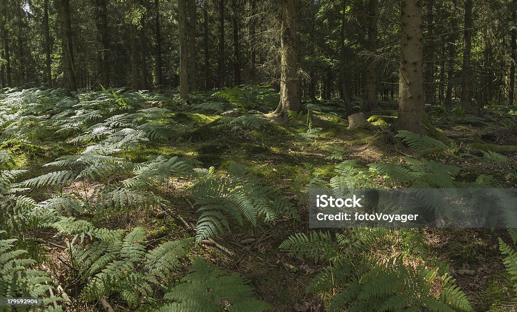 Verde ferns fronds profunda en la luz del sol de apacibles bosques dappled - Foto de stock de Aire libre libre de derechos