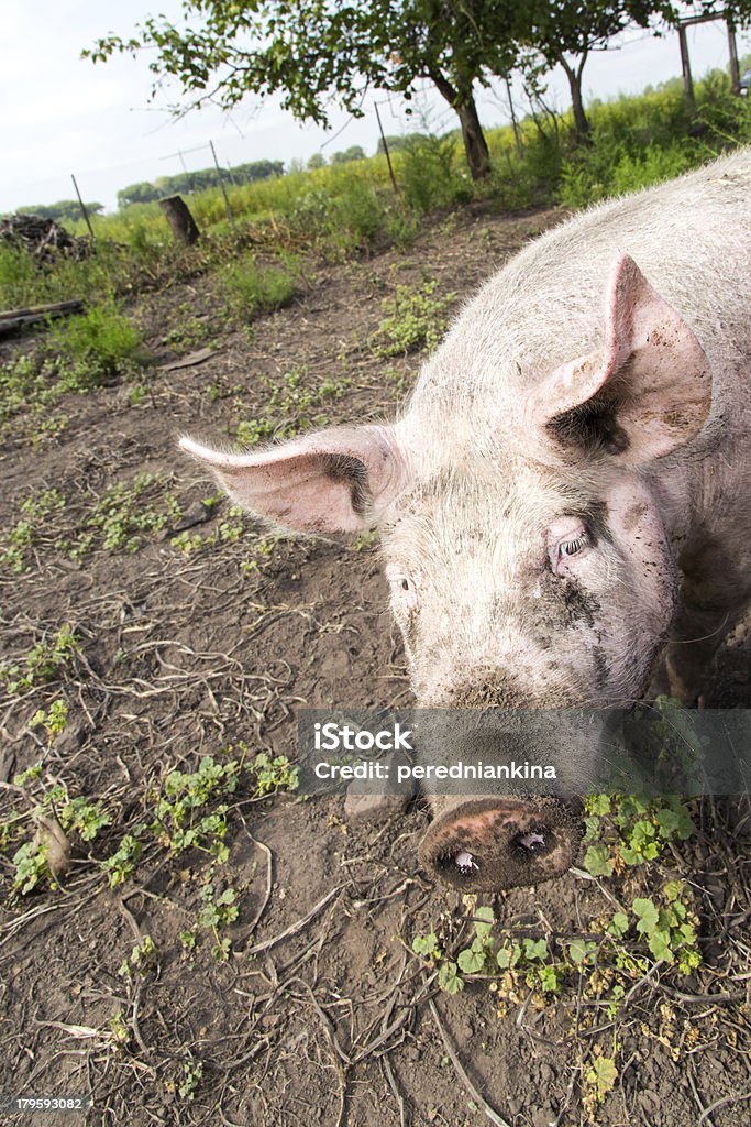 Schwein auf einer farm - Lizenzfrei Agrarbetrieb Stock-Foto