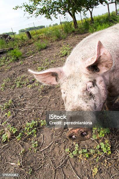 Schwein Auf Einer Farm Stockfoto und mehr Bilder von Agrarbetrieb - Agrarbetrieb, Bevölkerungsexplosion, Domestizierte Tiere