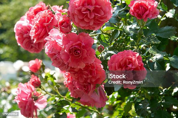 Beautiful Pink Roses Stock Photo - Download Image Now - Backgrounds, Beauty In Nature, Blossom