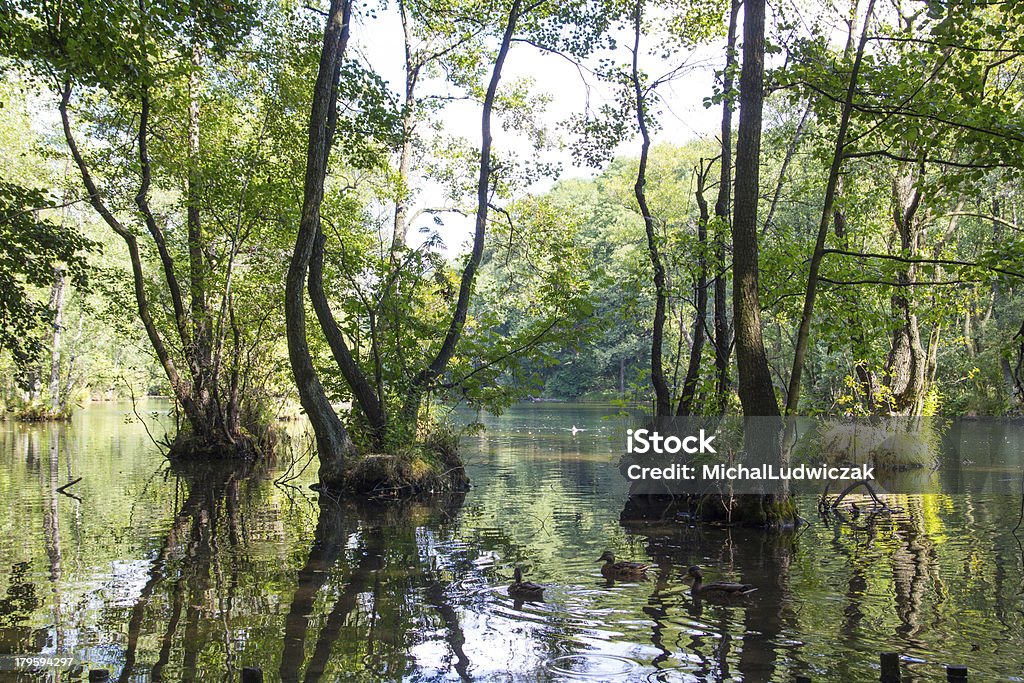 Reserva natural - Foto de stock de Agua libre de derechos