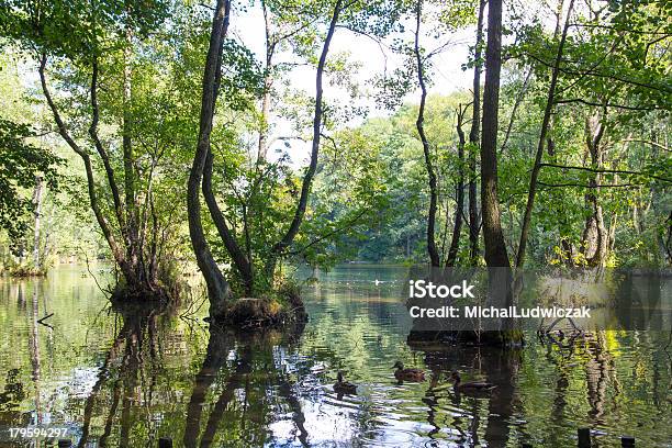 Reserva Natural Foto de stock y más banco de imágenes de Agua - Agua, Agua potable, Aire libre