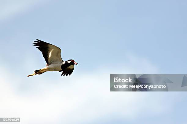 Photo libre de droit de Noir Mouette Volant Dans Le Ciel À Internet Haut Débit banque d'images et plus d'images libres de droit de Aile d'animal