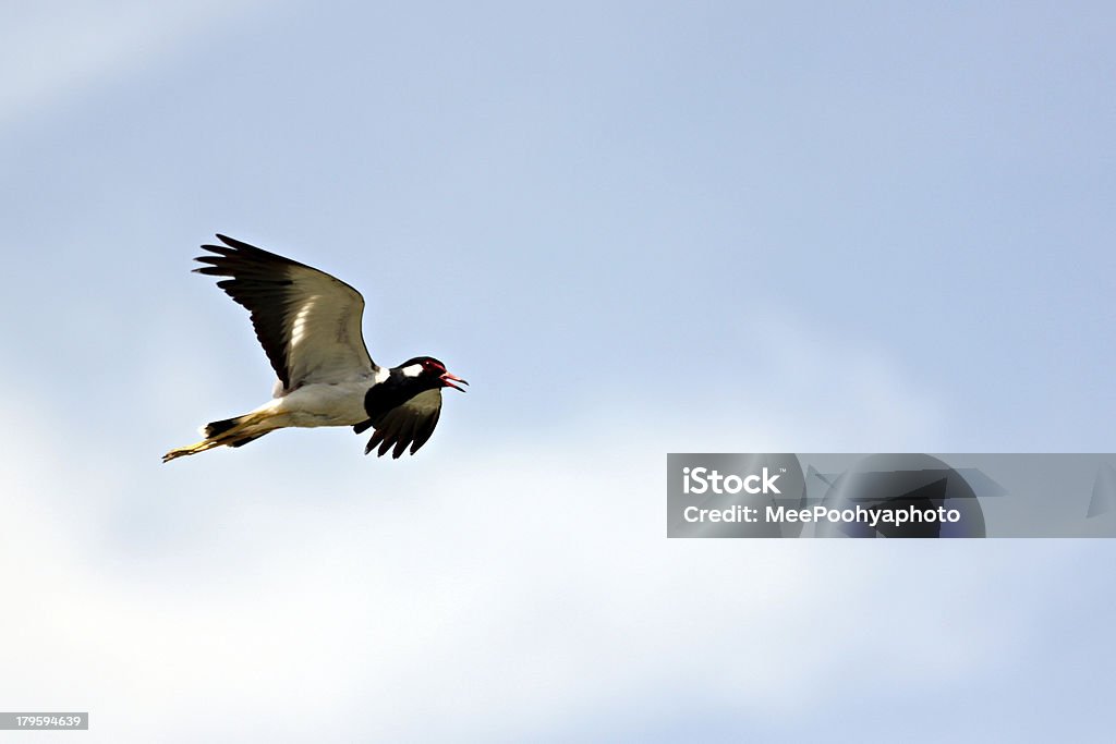 Preto Gaivota voar no céu em alta velocidade. - Royalty-free Animal Foto de stock