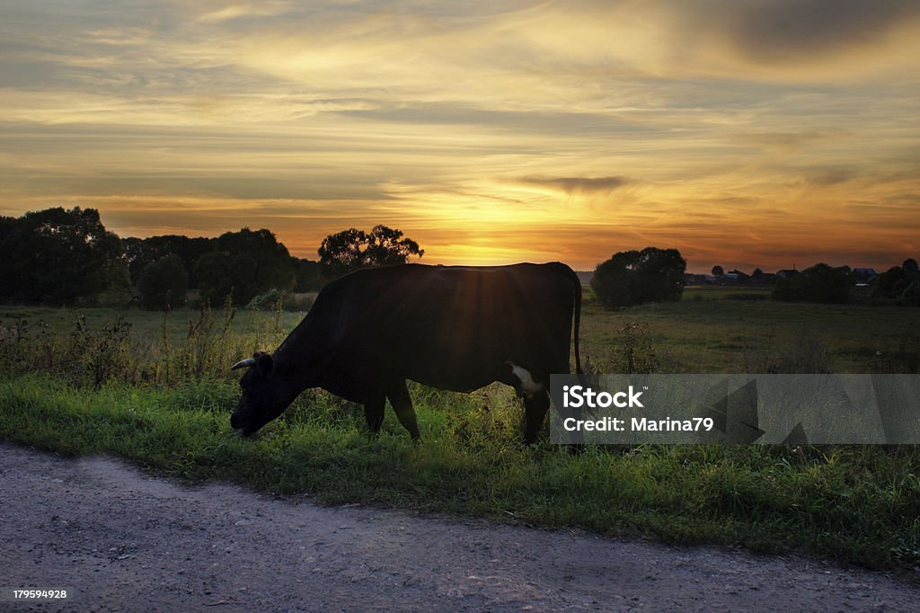 Kuh im Sonnenuntergang - Lizenzfrei Rind Stock-Foto