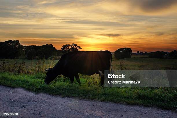 Kuh Im Sonnenuntergang Stockfoto und mehr Bilder von Rind - Rind, Sonnenuntergang, Nutztier