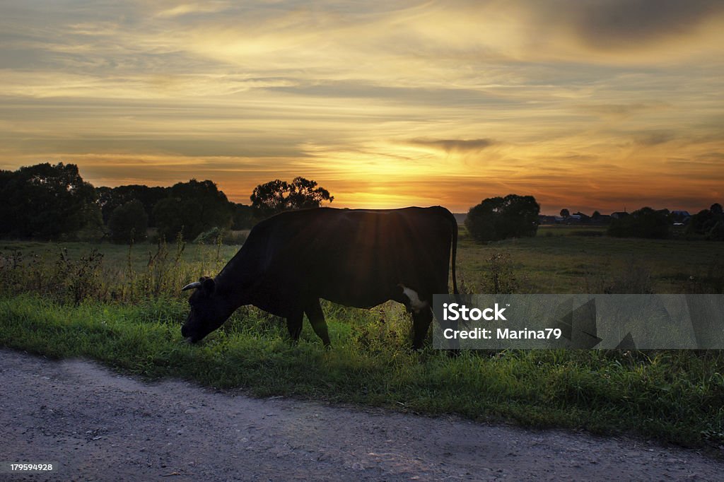 Vaca em pôr-do-sol - Foto de stock de Gado royalty-free