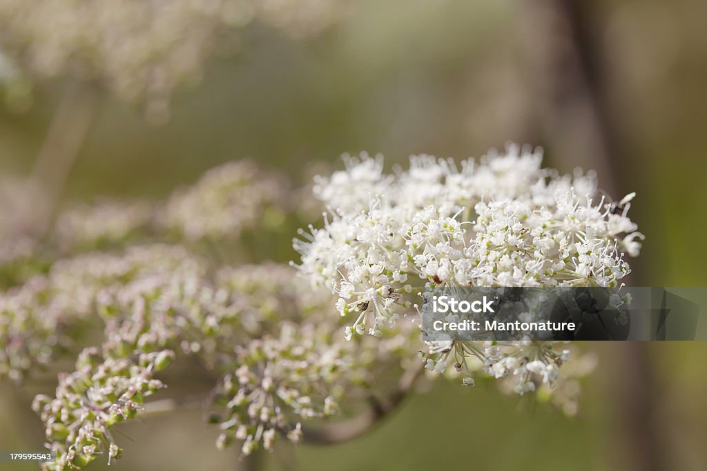 Wild Angelica (A. sylvestris) - Foto stock royalty-free di Ambientazione esterna