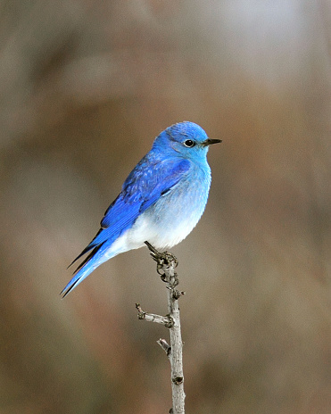 Mountain Bluebird male.