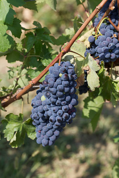 istock vineyard in Monferrato - Italy 179595639