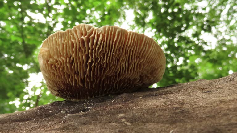 Mushroom on old log