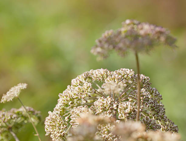 wild angelica (a. sylvestris) - angelica sylvestris stock-fotos und bilder