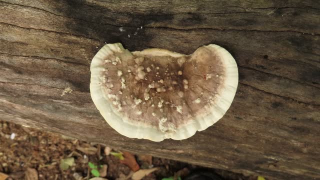 Mushroom on old log