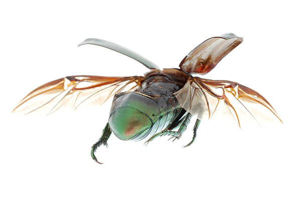 istock flying insect green beetle isolated on white 179595969