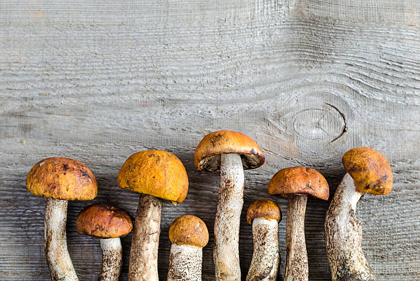 istock orange-cap boletus mushrooms 179595991