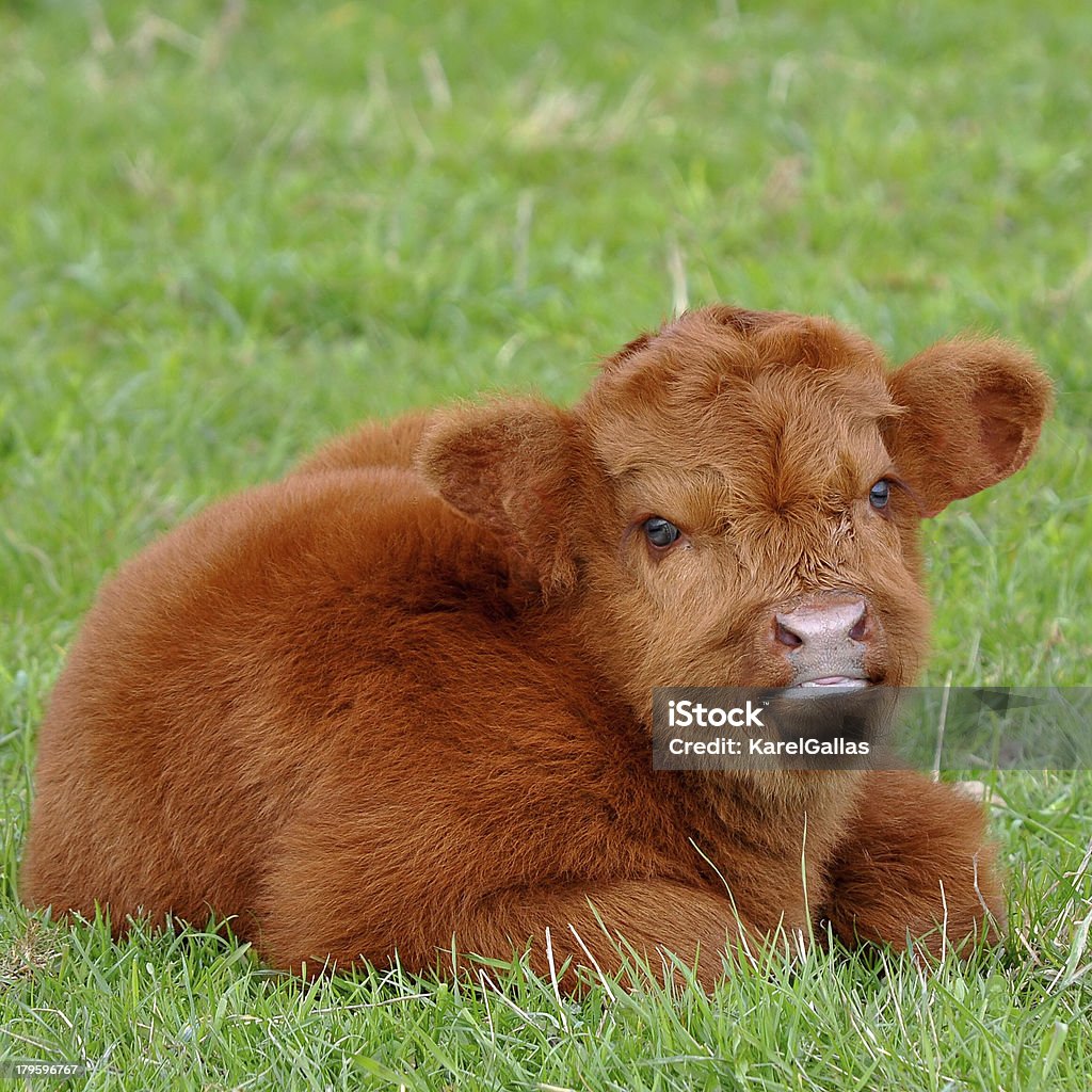 Mignon en veau - Photo de Highlands écossaises libre de droits