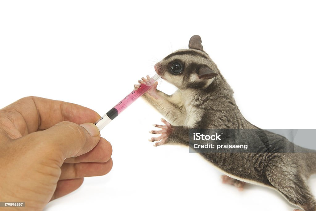 Medicina Veterinária está a dar aos jovens sugarglider - Foto de stock de Adulto royalty-free