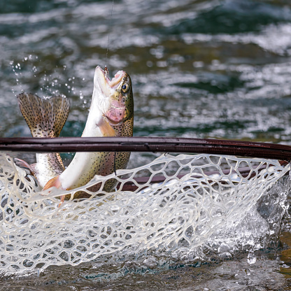 A trout above the fishing net. Oregon. Edited.