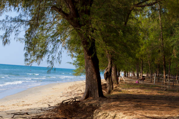 istock Root of pine and nature on beach 1795971300