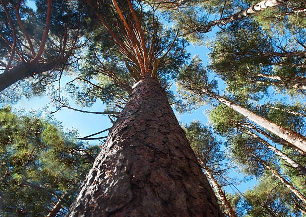 cime des arbres - poplar tree treetop forest tree photos et images de collection