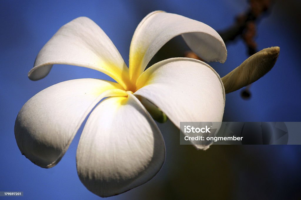 Frangipani flower :) Bali Stock Photo
