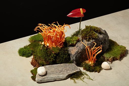 A natural scene simulating the growth of cordyceps is built on cement floor and black background. Concept for advertising product with herbal ingredient. Cordyceps helps improve health very good