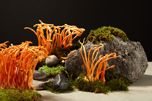 Minimal natural scene with cordyceps on green moss and gray block of stone displayed on black background. Space for product presentation, advertising photo. Healthy concept