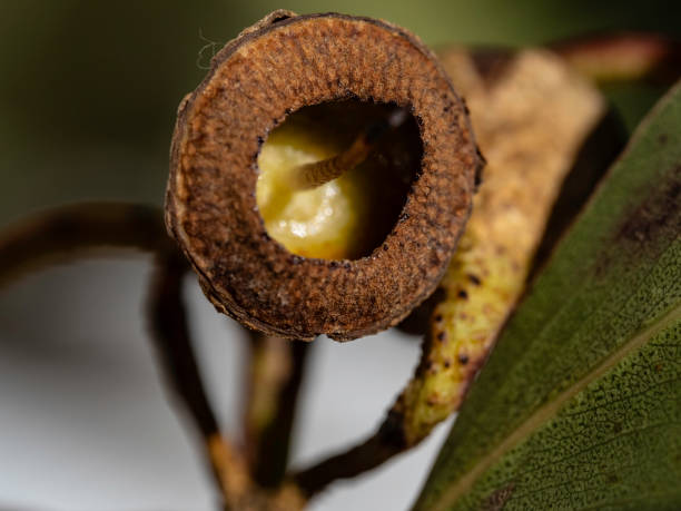 Close up of gum nut