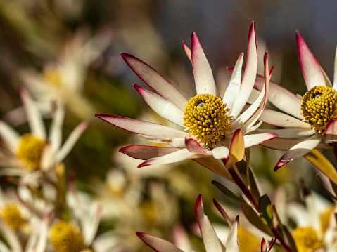 Close up of Coneflower