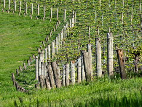 Vineyards in the Yarra Valley Victoria