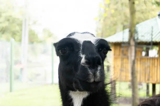 Photo of beautiful llama animal looking at the camera