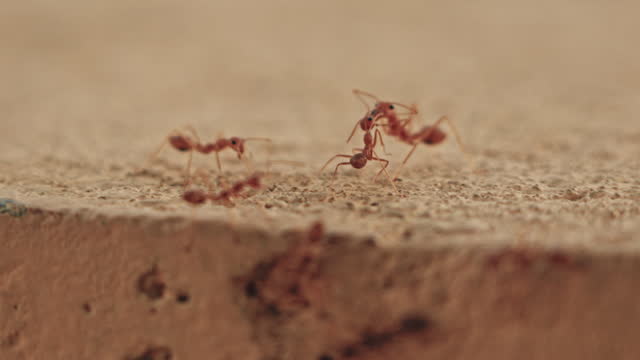 Red ants walking on cement floor