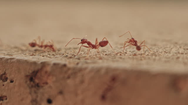 Busy red ants walking on floor