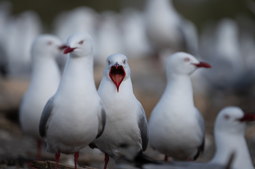 Wide open and noisy Red billed gulls on Maketu spit at nesting  time in Bay of Plenty.