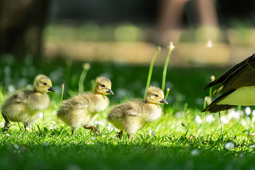 Three soft golden colour Canada goose gosling walking in row through green grass and white daisy in field.