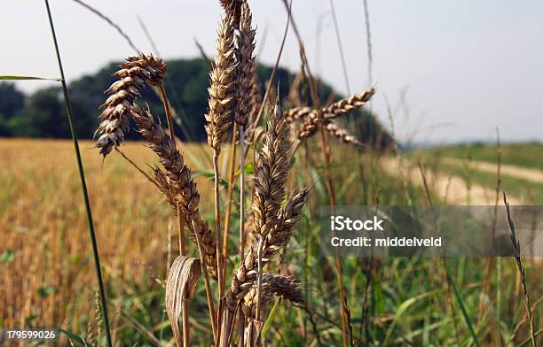 A Colheita Na Limburg - Fotografias de stock e mais imagens de Agosto - Agosto, Agricultor, Agricultura