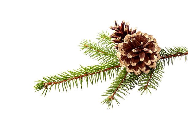 istock Christmas decoration - fir branch with gilded cones 179599768
