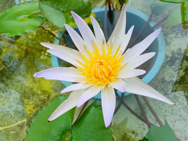 istock Selective focus of Pygmy water lily in the pond 1795998944