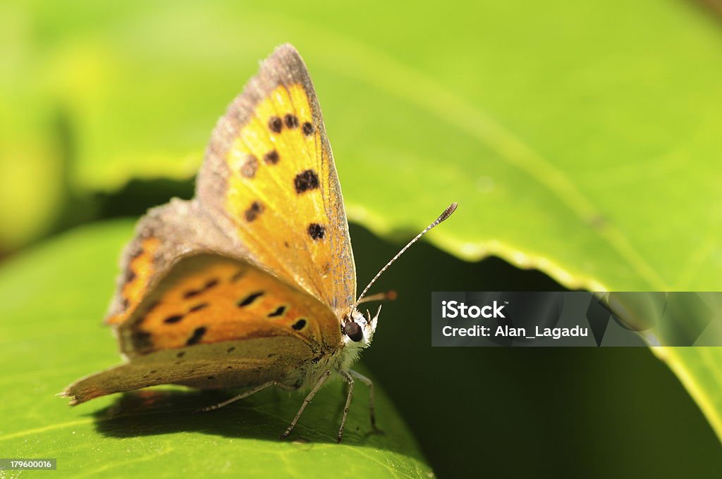 Mariposa de cobre pequeña, U. K. - Foto de stock de Animales salvajes libre de derechos
