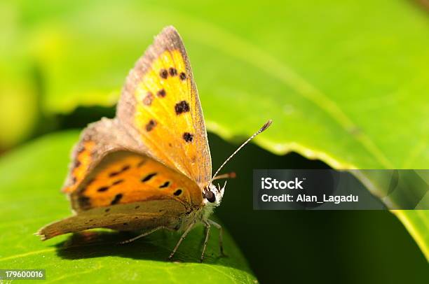 Mariposa De Cobre Pequeña U K Foto de stock y más banco de imágenes de Animales salvajes - Animales salvajes, Detalle de primer plano, Fotografía - Imágenes