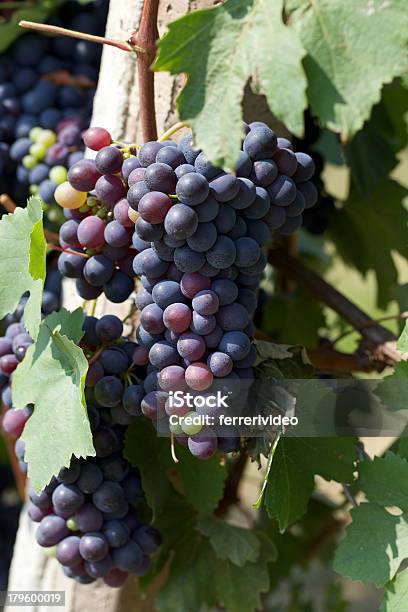 Vigneto In Monferratoitalia - Fotografie stock e altre immagini di Agricoltura - Agricoltura, Ambientazione esterna, Azienda vinicola